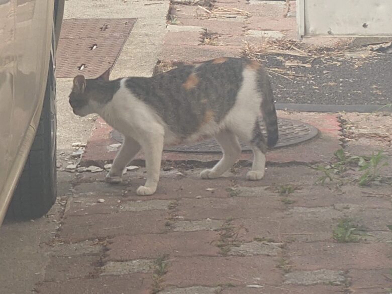 炭火やきとり たこべえの敷地にいた猫