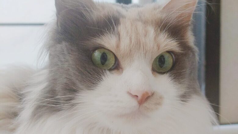 にゃーこ