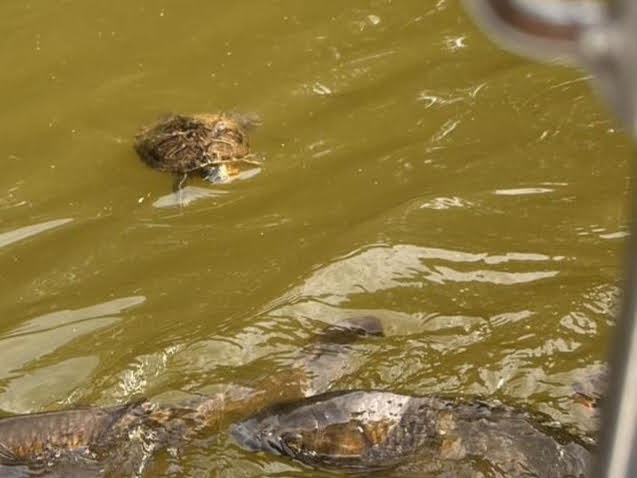 辰口丘陵公園ボート乗り場のカメ
