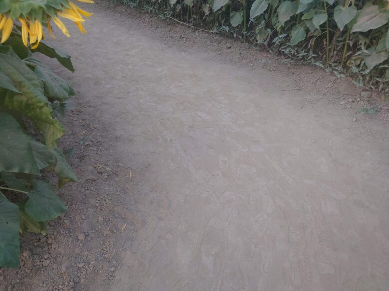 ひまわり村の砂地の通路