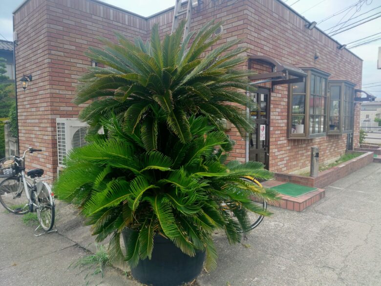 フライパン&カレー てきさすの大きな植物