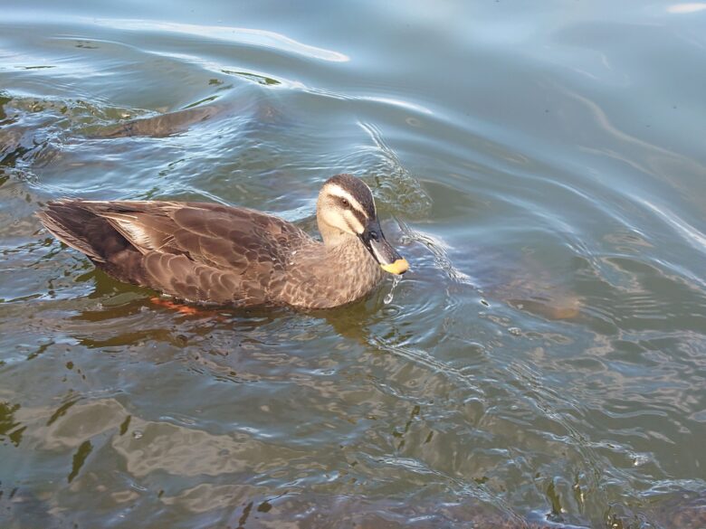 辰口丘陵公園ボート乗り場のカモ