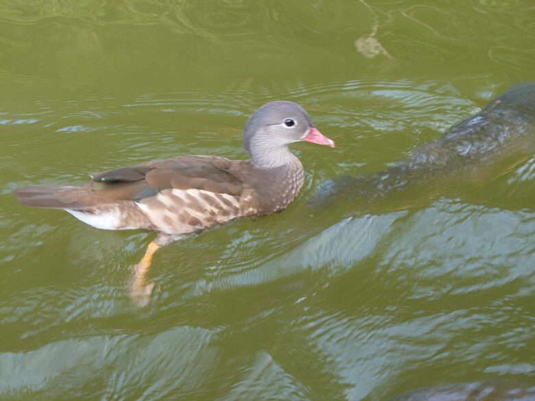 辰口丘陵公園ボート乗り場のカモ