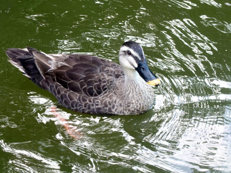 辰口丘陵公園ボート乗り場のカモ