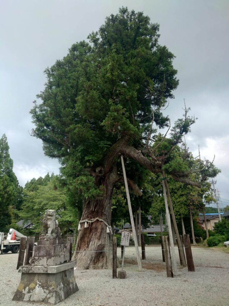久麻加夫都阿良加志比古神社（熊甲神社）の御神木
