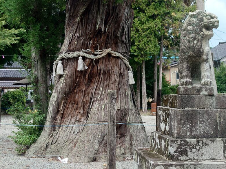 久麻加夫都阿良加志比古神社（熊甲神社）の御神木