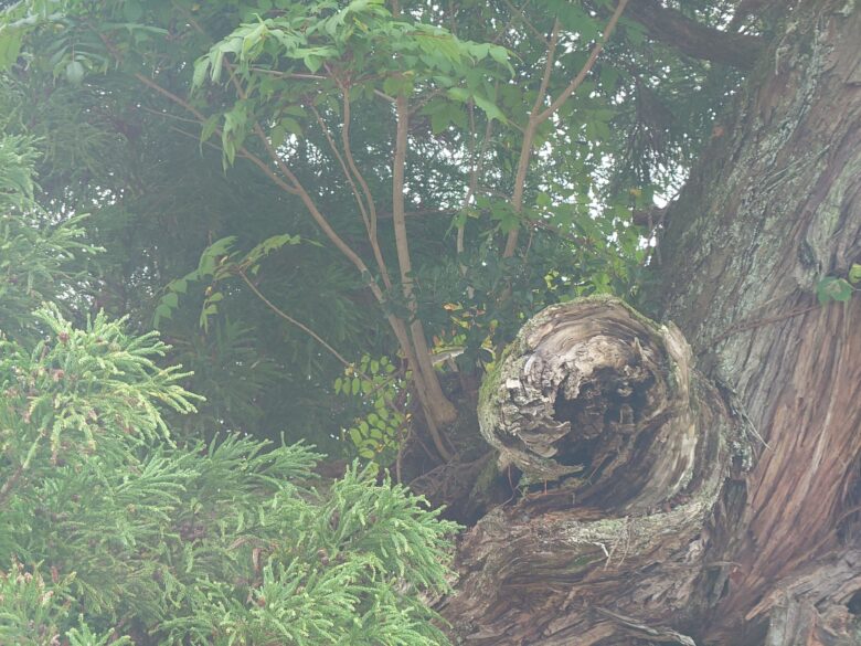 久麻加夫都阿良加志比古神社（熊甲神社）の御神木の新たな枝