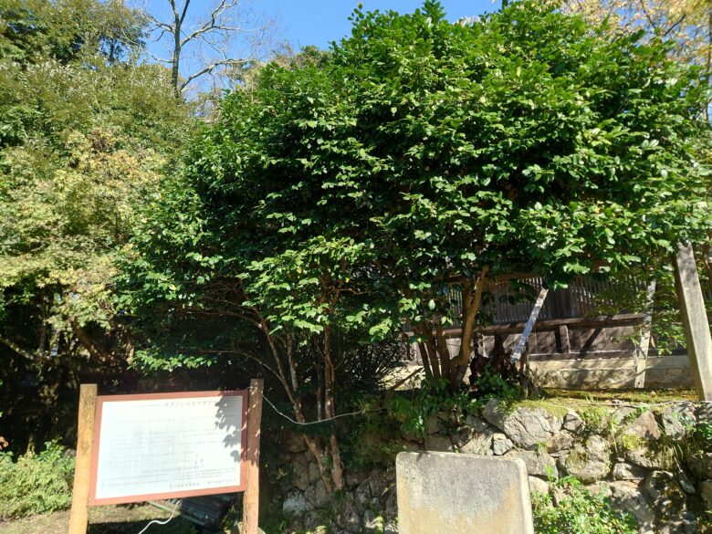 気多大社のケタノシロザクラ