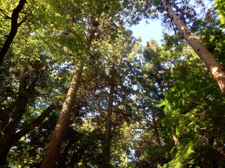 気多大社の大玉神社の高い木々