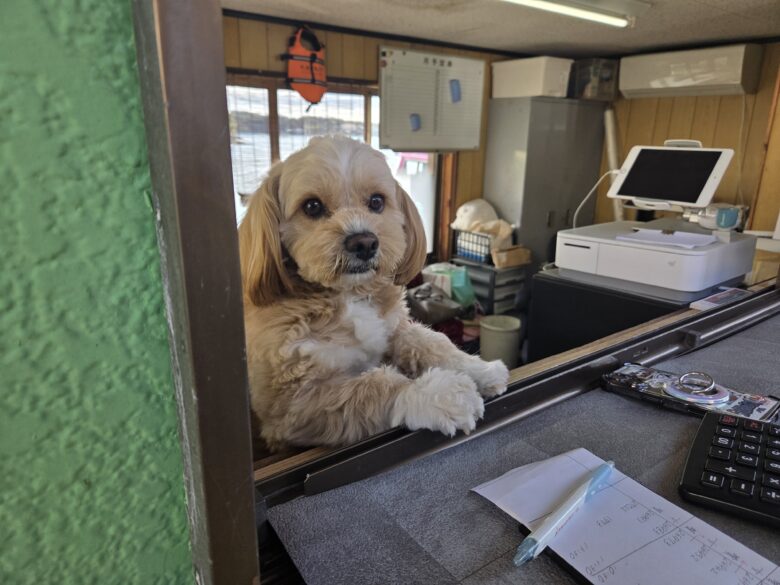 賢島遊覧船の乗船券の売り場のわんこ
