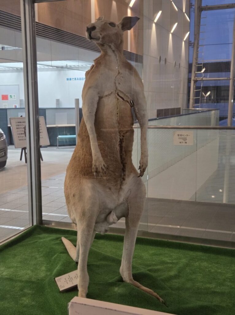 シドニーから四日市に贈られたカンガルーの剥製