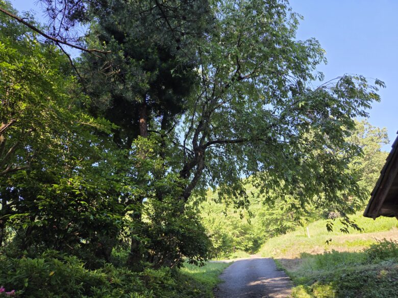 平町・千本桜の里にある散策路
