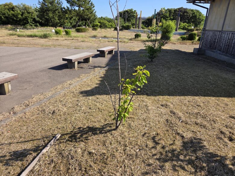 アプリコットパークの植木