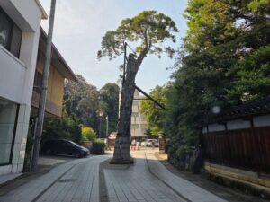 道路に生える黄門杉