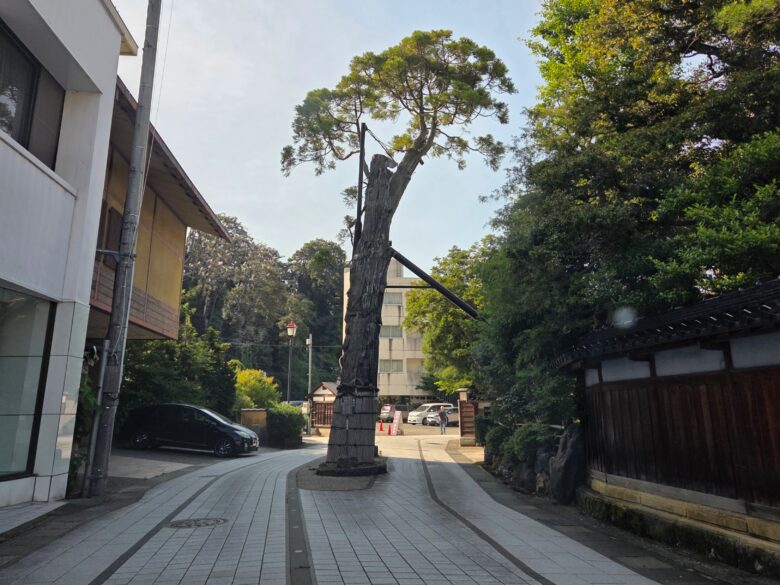 道路に生える黄門杉