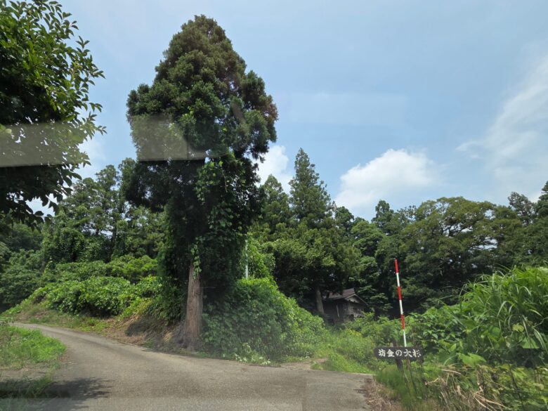 坊金の大杉の道案内板