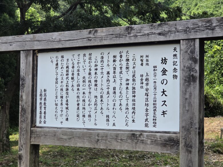 坊金の大杉の紹介