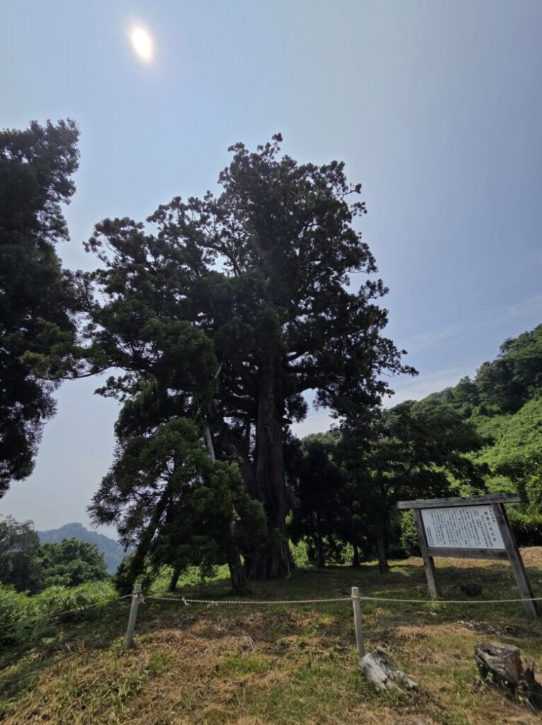 坊金の大杉の全景