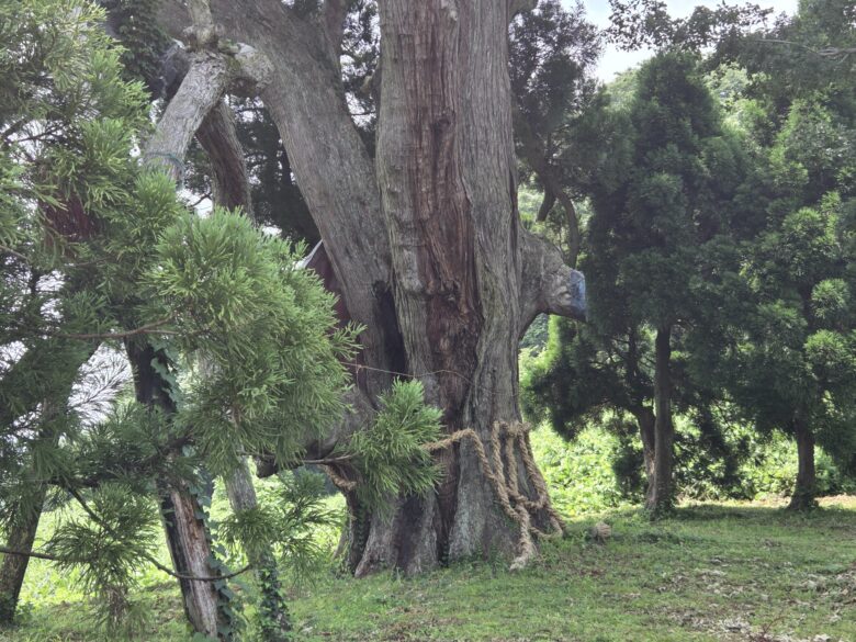 坊金の大杉の根本
